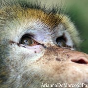 Gaetano, un macaco berbero salvato