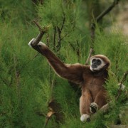 Gibbone dalle mani bianche (Hylobates lar)