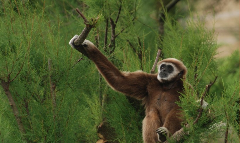 Gibbone dalle mani bianche (Hylobates lar)